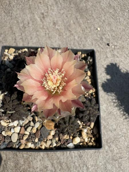 Eriosyce occulta